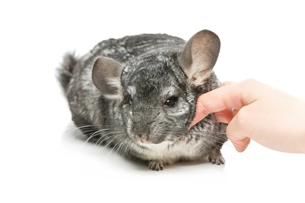 Chinchilla mignon isolé sur fond blanc — Photo