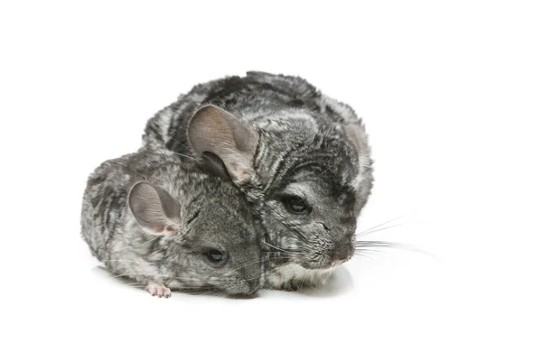 Beyaz arka plan üzerinde izole iki chinchillas — Stok fotoğraf