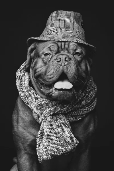 Собака в шляпе и шарфе — стоковое фото