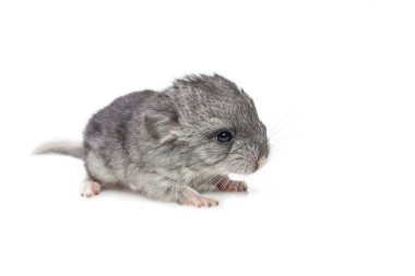 Beyaz arka plan üzerinde izole chinchilla bebek