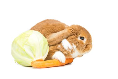 Güzel yerli tavşan