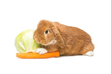 Güzel yerli tavşan