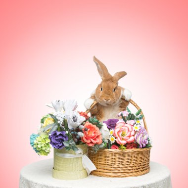 Güzel yerli tavşan