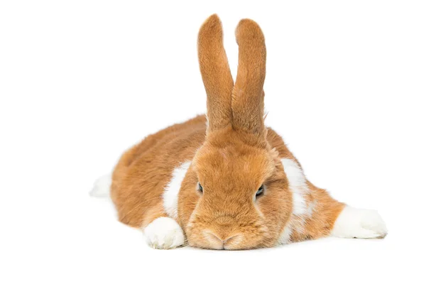 Schöne häusliche Kaninchen — Stockfoto