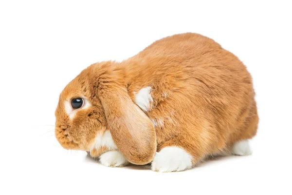 Schöne häusliche Kaninchen — Stockfoto