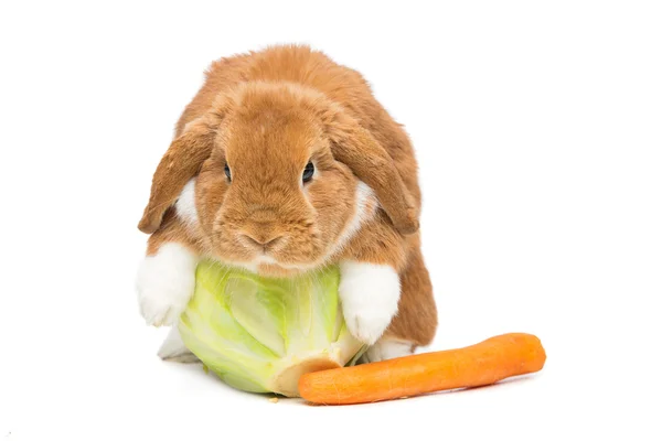 Schöne häusliche Kaninchen — Stockfoto