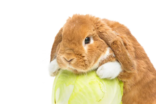 Schöne häusliche Kaninchen — Stockfoto