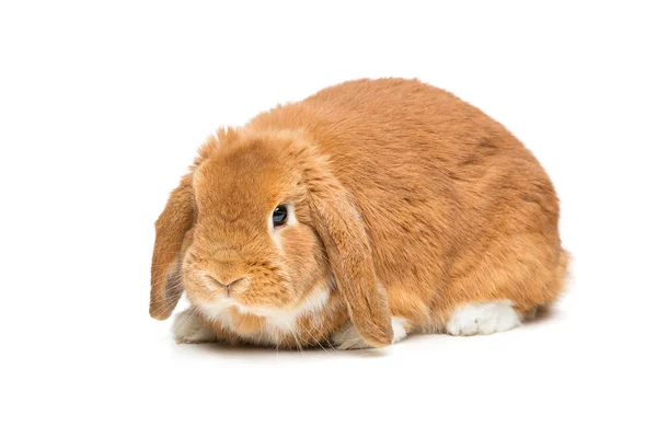 Schöne häusliche Kaninchen — Stockfoto