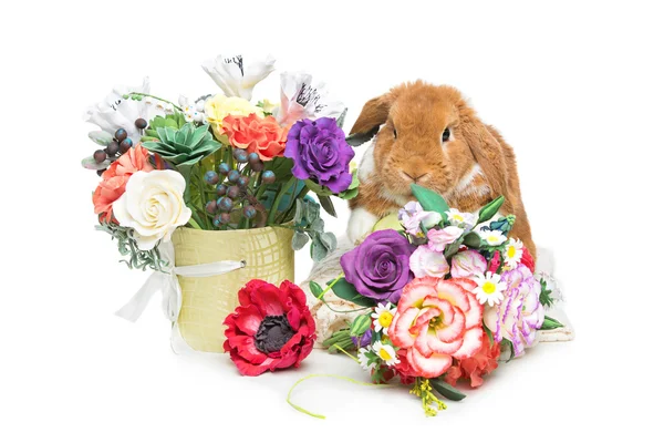 Güzel yerli tavşan