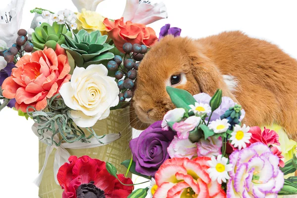 Beautiful domestic rabbit — Stock Photo, Image