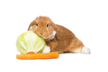 Güzel yerli tavşan