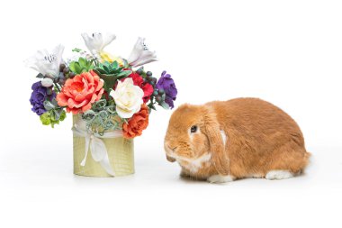 Güzel yerli tavşan