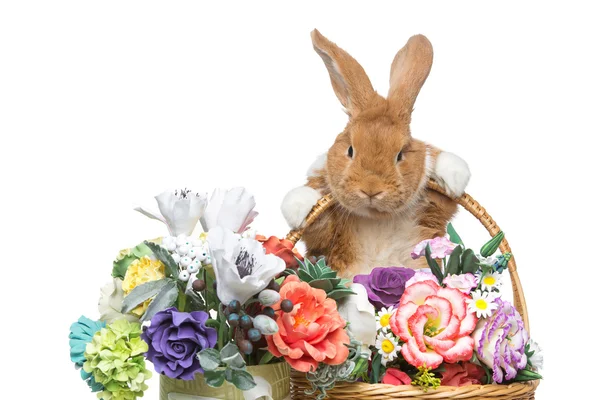 Mooie tamme konijnen — Stockfoto