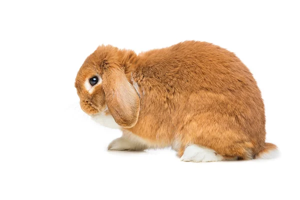 Bello coniglio domestico — Foto Stock