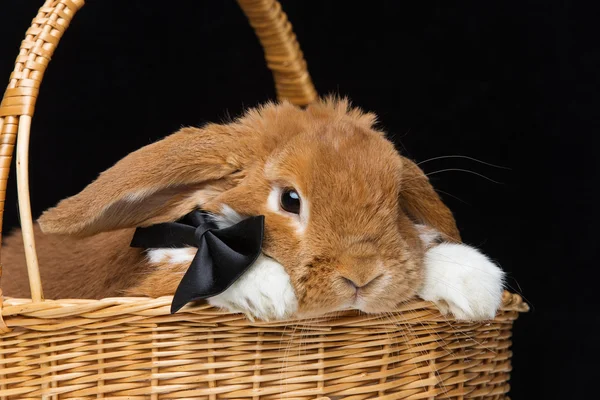 Hermoso conejo doméstico — Foto de Stock