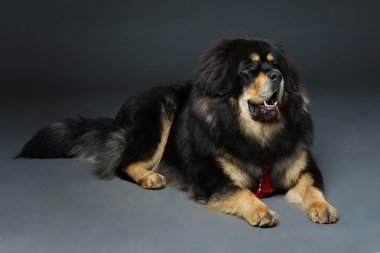 Güzel büyük Tibetli mastiff köpek