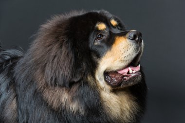 Güzel büyük Tibetli mastiff köpek