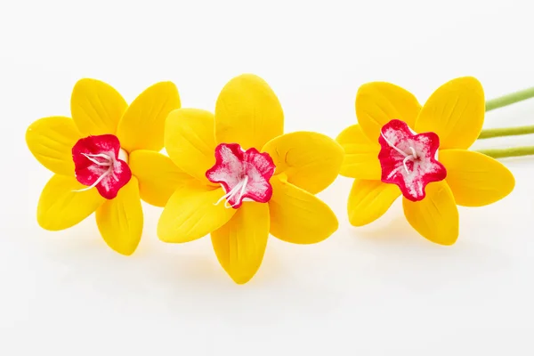 Hermosas flores de Narciso — Foto de Stock