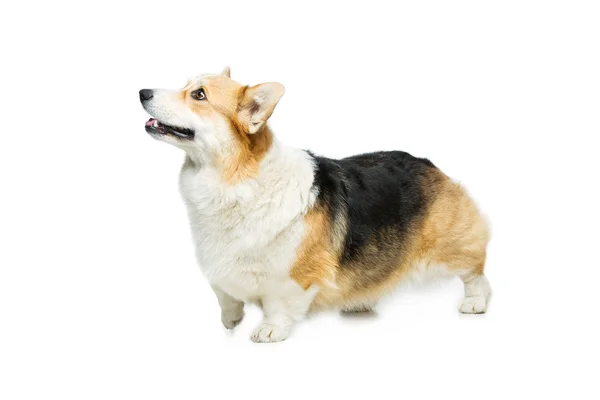 Krásný welsh corgi pes — Stock fotografie