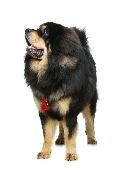 Hermoso perro mastín tibetano grande — Foto de Stock