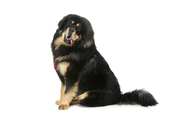 Güzel büyük Tibetli mastiff köpek — Stok fotoğraf