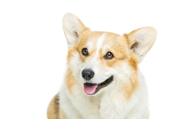 Cão de corgi galês bonito — Fotografia de Stock