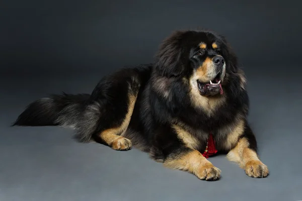 Hermoso perro mastín tibetano grande — Foto de Stock