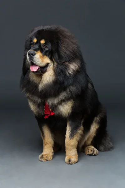 Bonito grande cão mastim tibetano — Fotografia de Stock