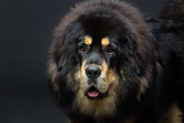 Bonito grande cão mastim tibetano — Fotografia de Stock