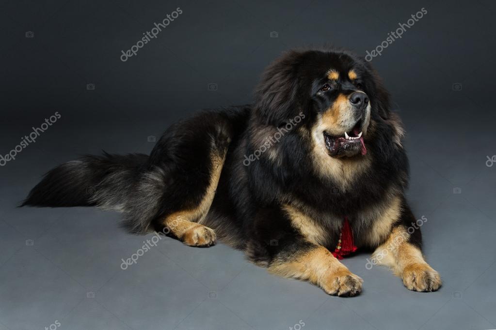 Chien De Beaux Gros Dogue Du Tibet Photographie
