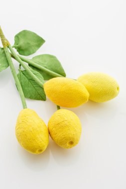 Beyaz arka plan üzerinde limon dal