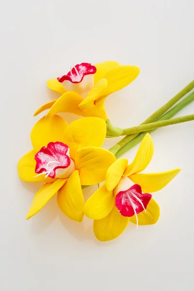Hermosas flores de Narciso — Foto de Stock