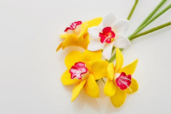 Narcissus prachtige bloemen — Stockfoto