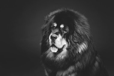 Güzel büyük Tibetli mastiff köpek