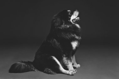 Güzel büyük Tibetli mastiff köpek