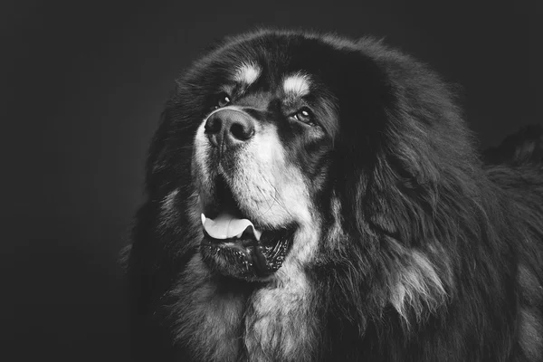 Bonito grande cão mastim tibetano — Fotografia de Stock