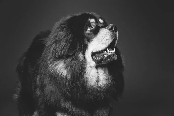 Bonito grande cão mastim tibetano — Fotografia de Stock