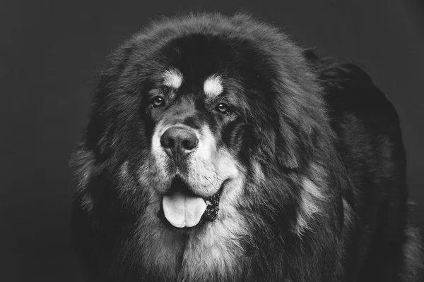 Большая тибетская собака-мастиф — стоковое фото