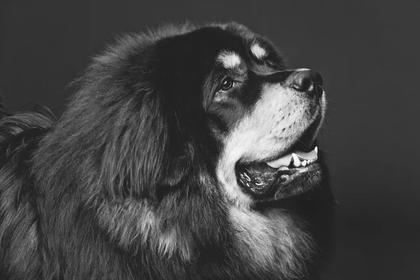 Красиві великі тибетський мастиф собака — стокове фото