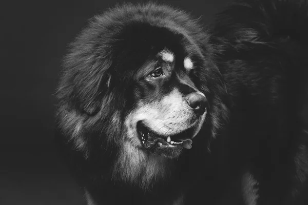 Bonito grande cão mastim tibetano — Fotografia de Stock