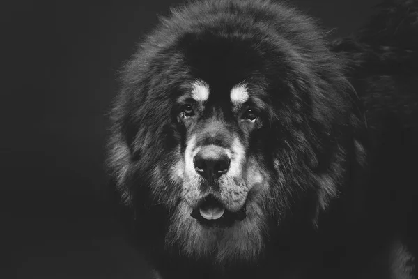 Beautiful big Tibetan mastiff dog — Stock Photo, Image