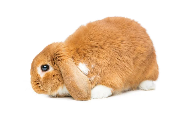 Красивый кролик — стоковое фото