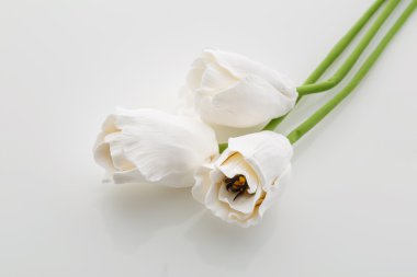 Güzel Beyaz Lale çiçek
