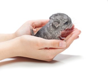 Eller üzerinde oturan çinçilla bebek
