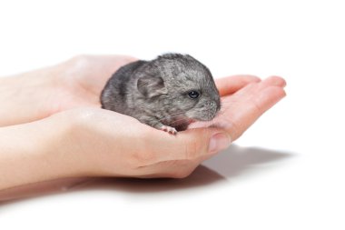 Eller üzerinde oturan çinçilla bebek