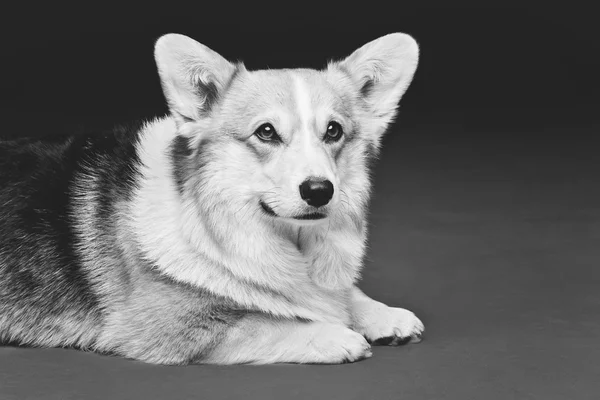 Hermoso perro corgi galés —  Fotos de Stock