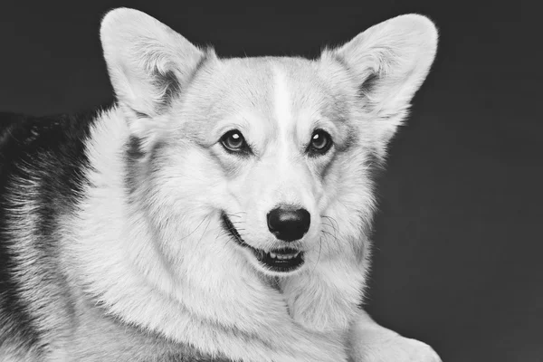 Pies piękny walijski corgi — Zdjęcie stockowe