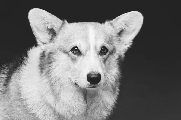 Krásný welsh corgi pes — Stock fotografie