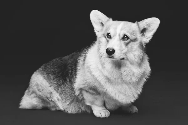 Vackra walesiska corgi hund — Stockfoto