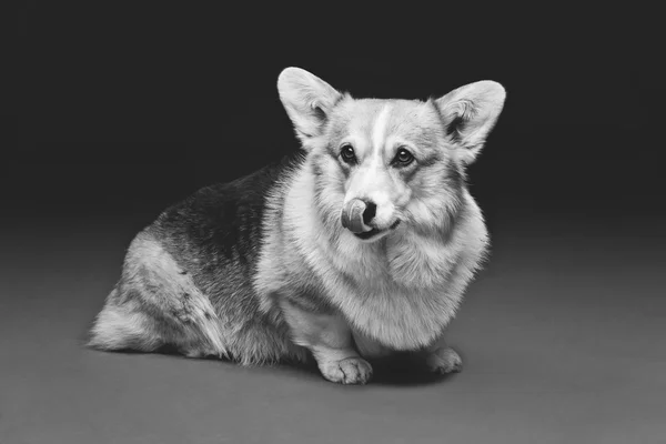 Beautiful welsh corgi dog — Stock Photo, Image